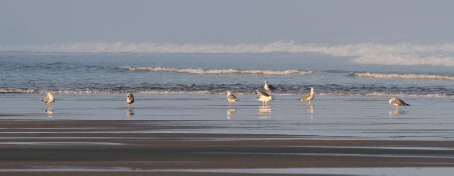 mouettes sur plage hourtin